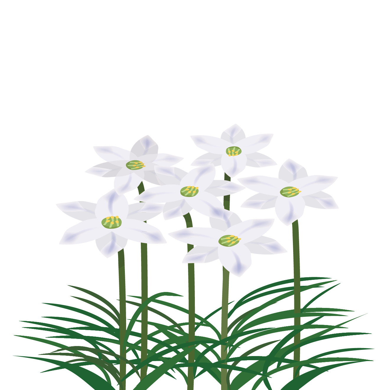 野に咲く春の花 ハナニラ 花韮 の フリー イラスト 商用フリー 無料 のイラスト素材なら イラストマンション