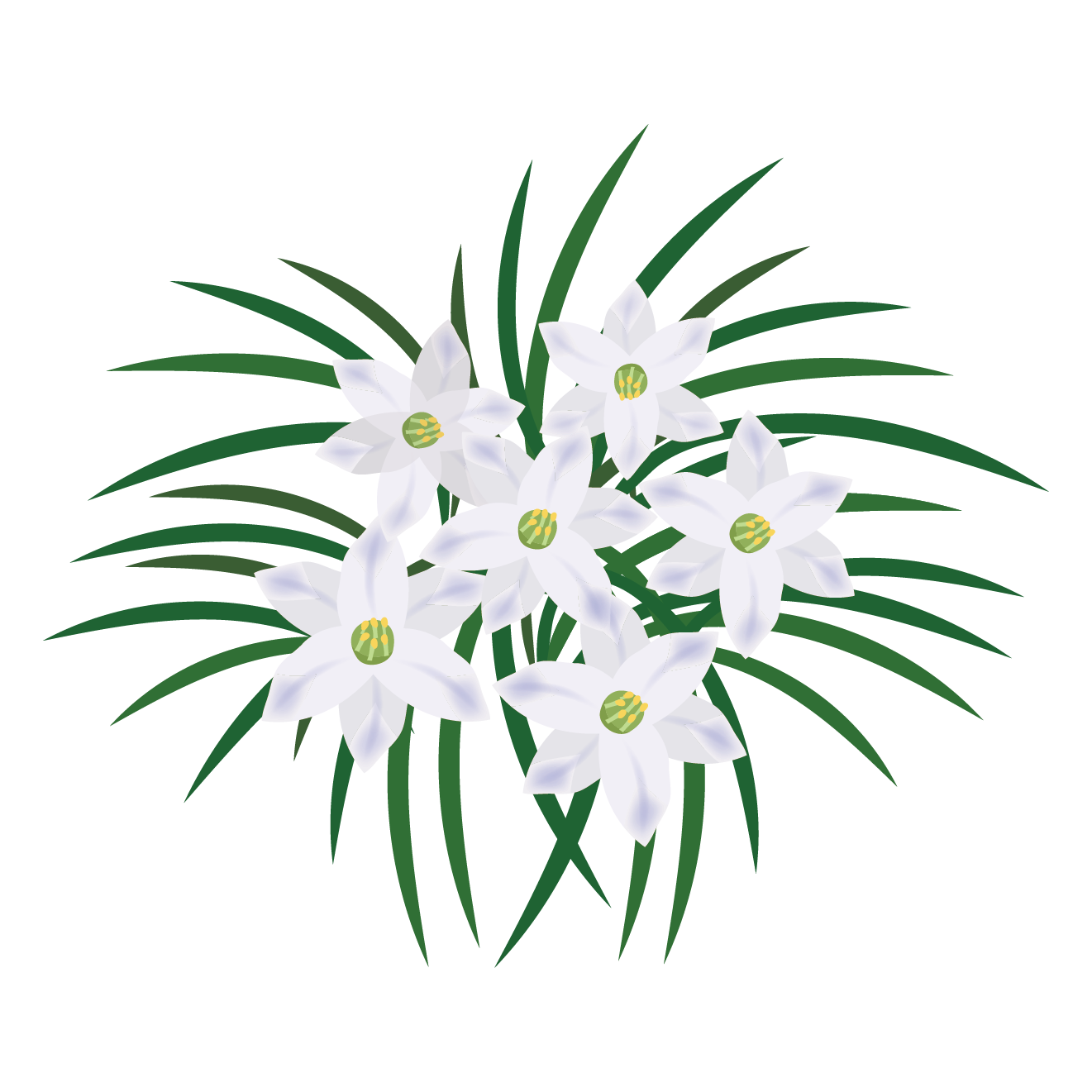 春の白いお花 ハナニラ 花韮 のイラスト 商用フリー 無料 のイラスト素材なら イラストマンション