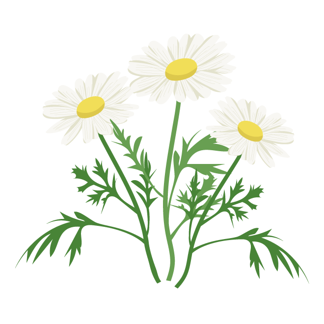 かわいい マーガレットの花 白い花 フリー イラスト 商用フリー
