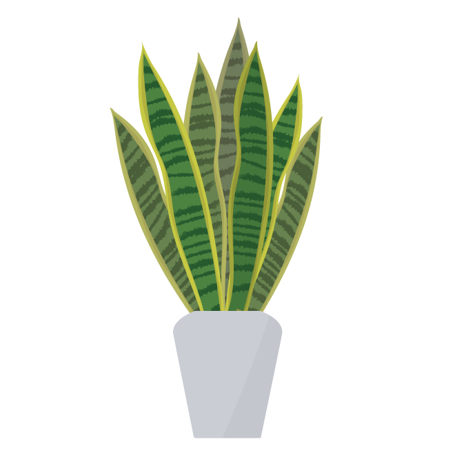 観葉植物 おしゃれ サンスベリア の フリー イラスト 商用フリー 無料 のイラスト素材なら イラストマンション
