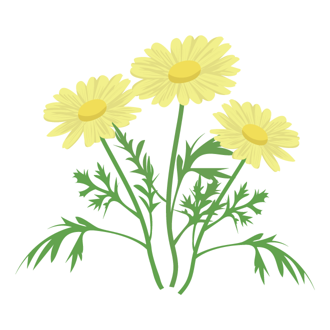 かわいい♪ マーガレットの花  (黄色）　フリー　イラスト