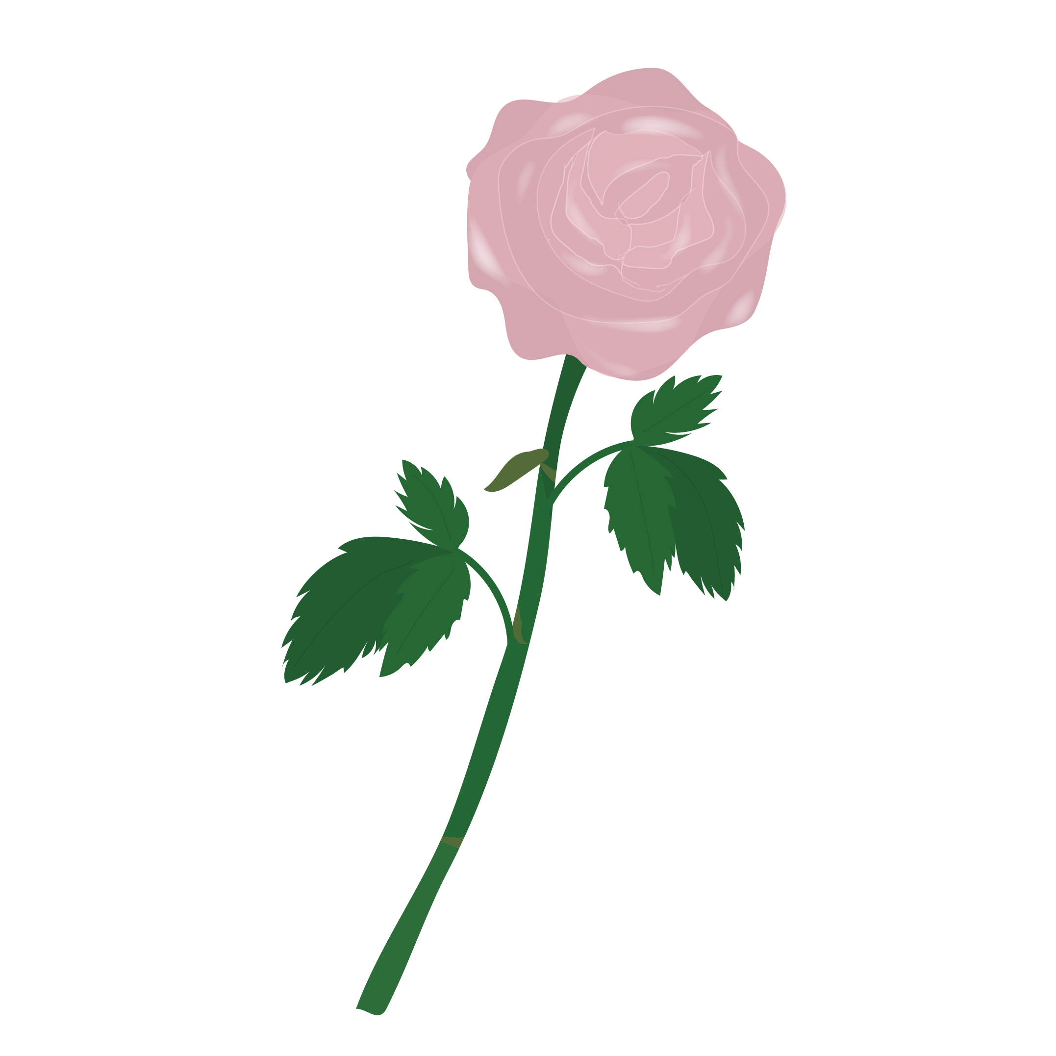 一輪のピンクの薔薇（バラ）の フリー　イラスト