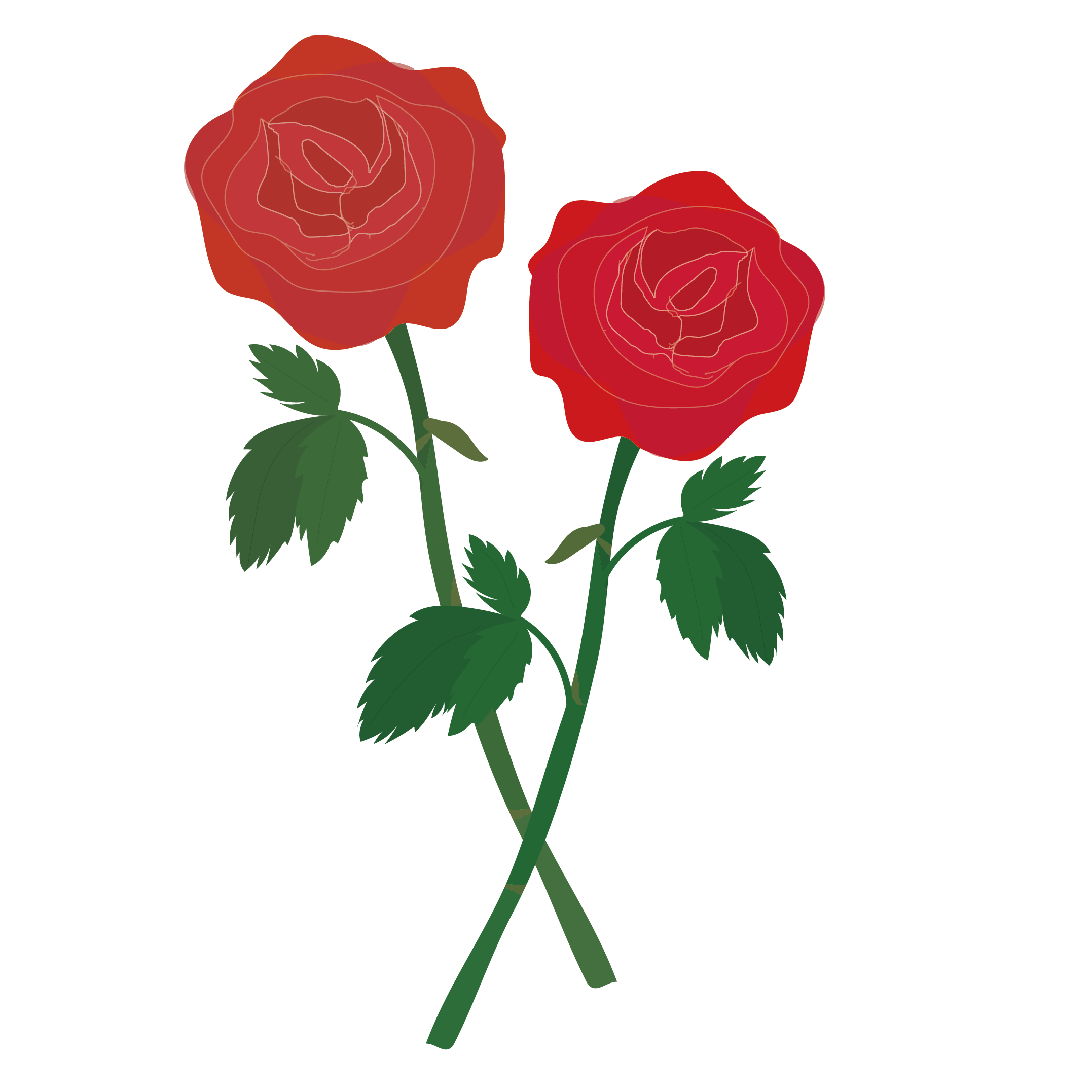 美しい！赤い薔薇（バラ・ばら）の　フリー　イラスト