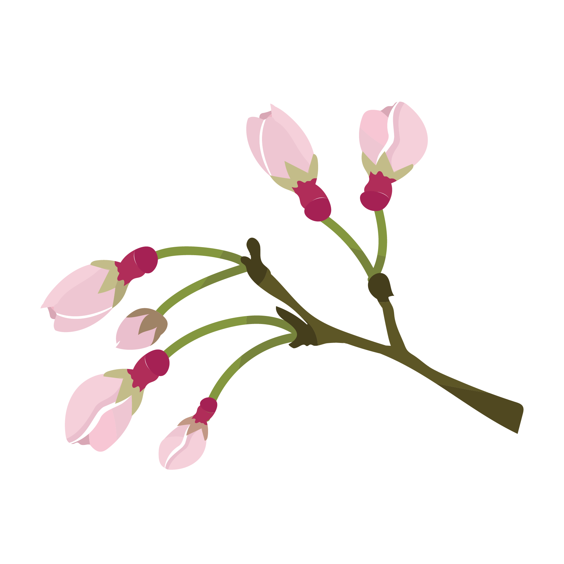 かわいい桜（さくら・サクラ）の蕾（つぼみ）のイラスト