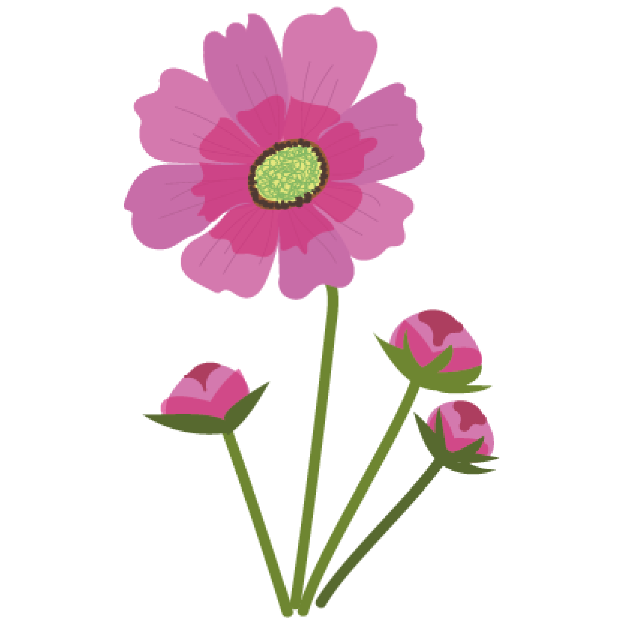 【花】コスモスの　かわいい　フリー　イラスト