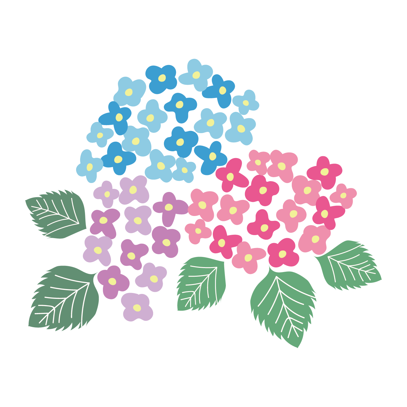 【梅雨】色鮮やかな紫陽花（アジサイ） フリー イラスト | 商用フリー(無料)のイラスト素材なら「イラストマンション」
