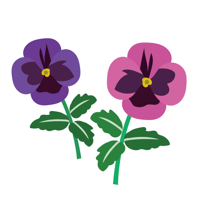 ピンクと紫色のパンジー（花）のイラスト