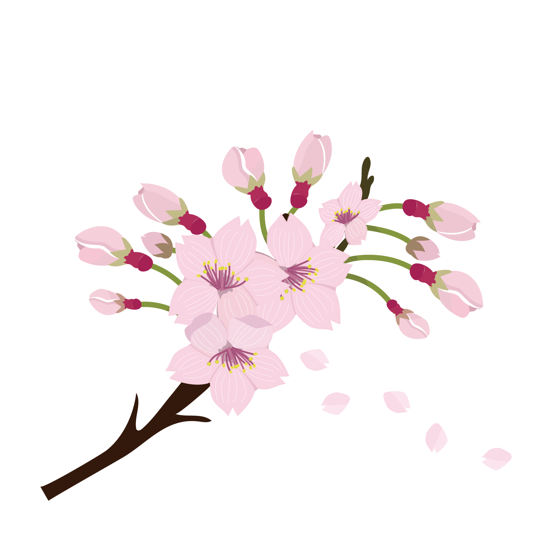 桜（サクラ・さくら）と蕾（つぼみ）のイラスト