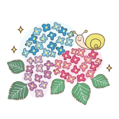 【梅雨】紫陽花（アジサイ）とカタツムリのイラスト
