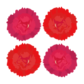赤のカーネーションの　お花の　フリー　イラスト