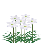野に咲く春の花 ハナニラ(花韮)の　フリー　イラスト