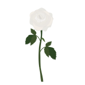 一輪の白い薔薇（ばら・バラ）の フリー　イラスト