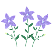 桔梗・キキョウ（英語：Chinese-bellflower）秋の花のイラスト